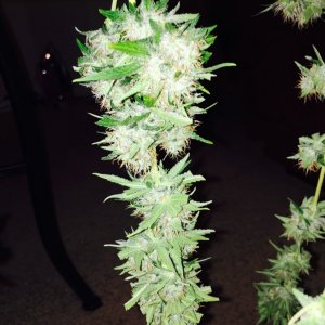 white widow number 1