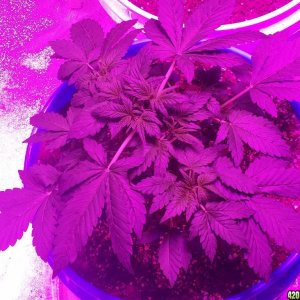 2 fast 2 vast autoflower at 3 weeks and 3 days old