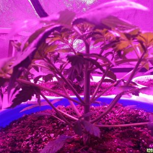 inside 3 week 3 day old 2 fast 2 vast auto