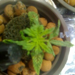 Kittenrat's 1st Grow Sick Plants Pics