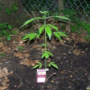 Outdoor Plant 1