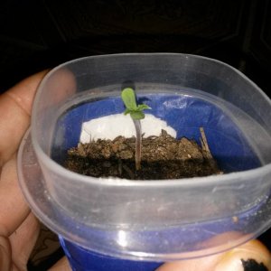 grow 2