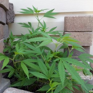 Mulriple plants 1 pot