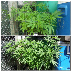 08/02-08/14 growth explosion