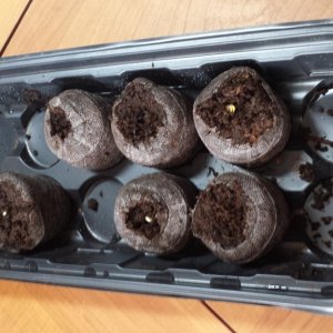 First seedlings