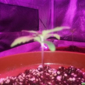 First grow