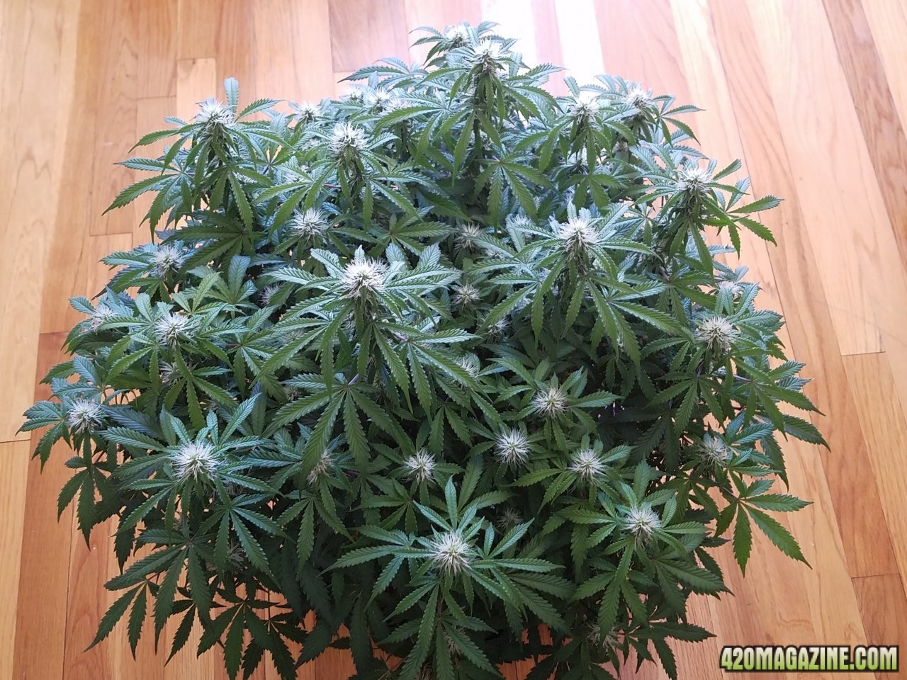 042318 Jack Herer Auto Day 67 Day 18 with Hairs 1.jpg