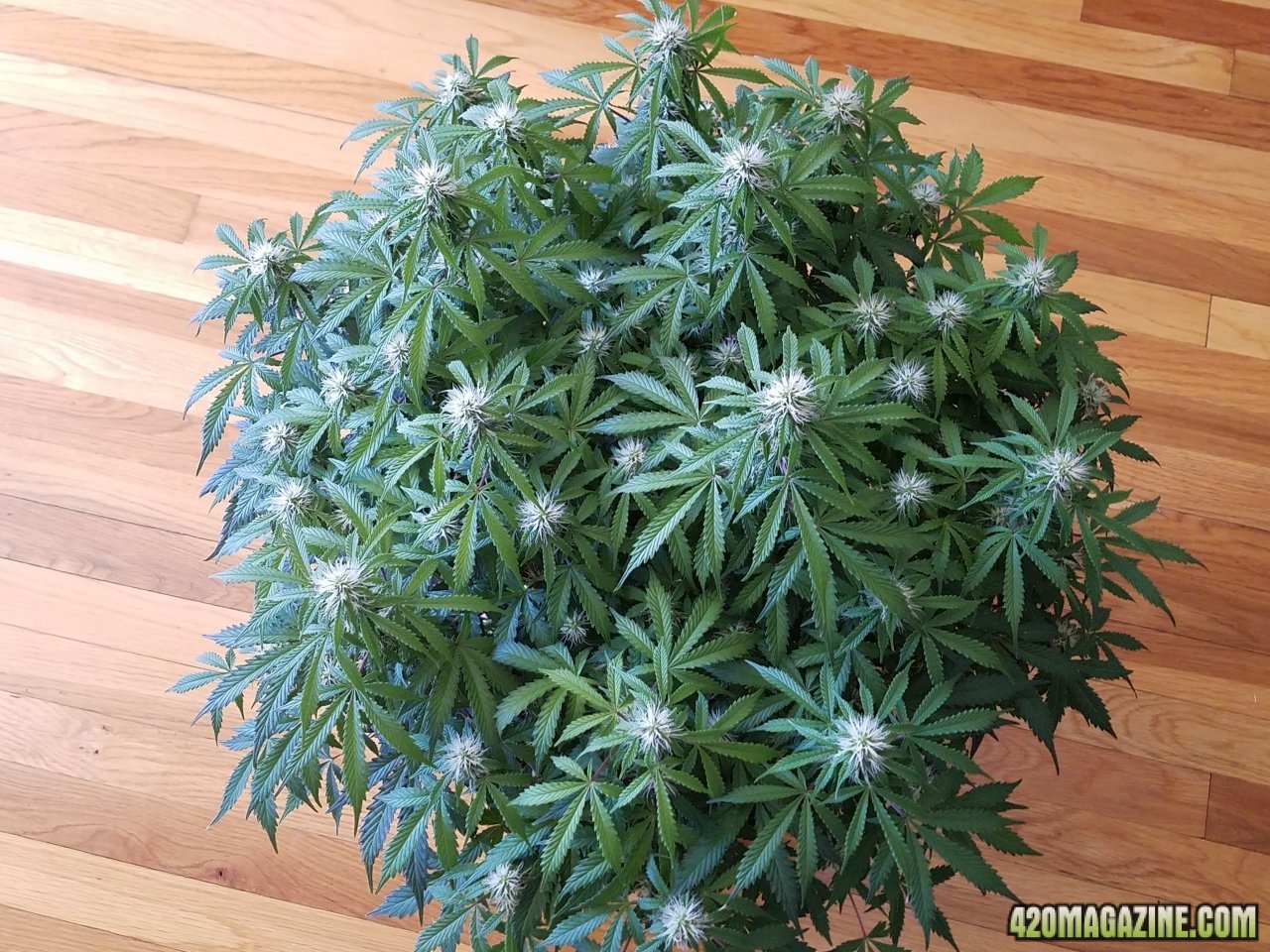 042318 Jack Herer Auto Day 67 Day 18 with Hairs 3.jpg