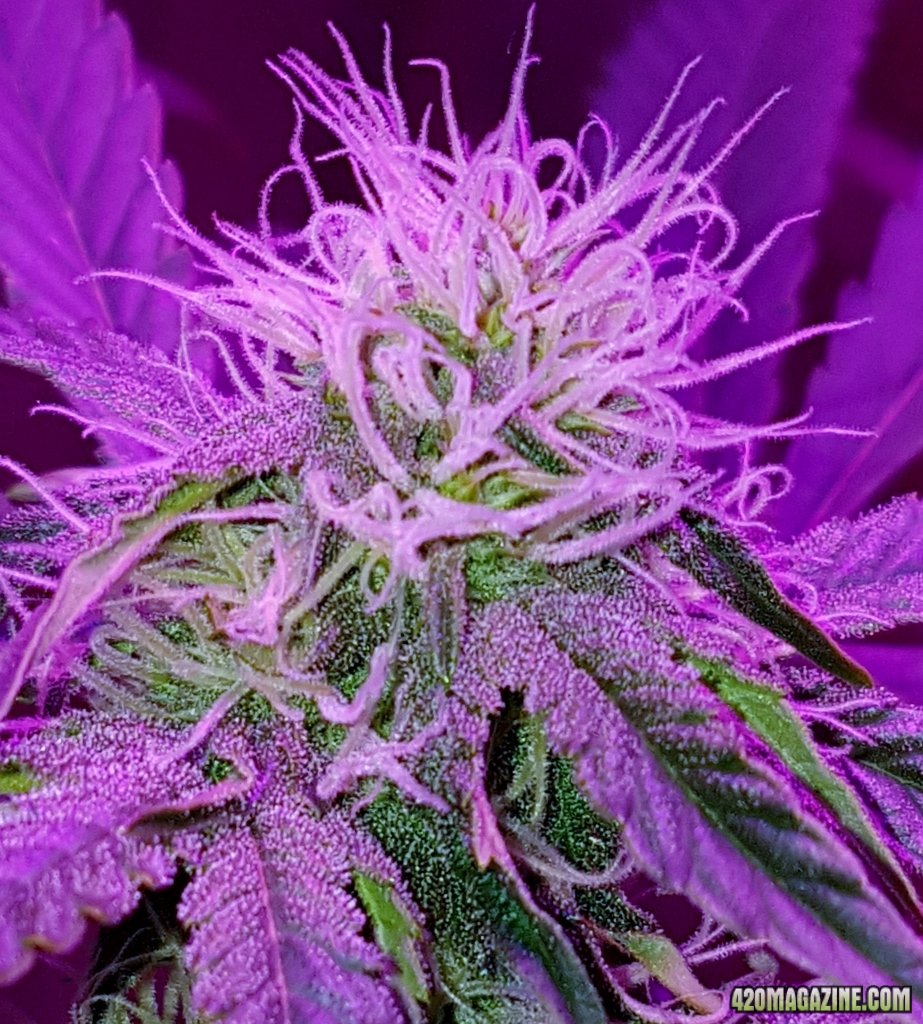 05-07-18a Flowering Close Up Day 26 (2).jpg