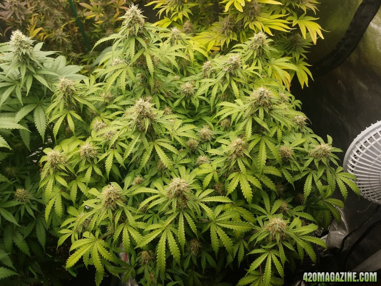 051318 Jack Herer Auto Day 87 Day 38 With Hairs 1.jpg