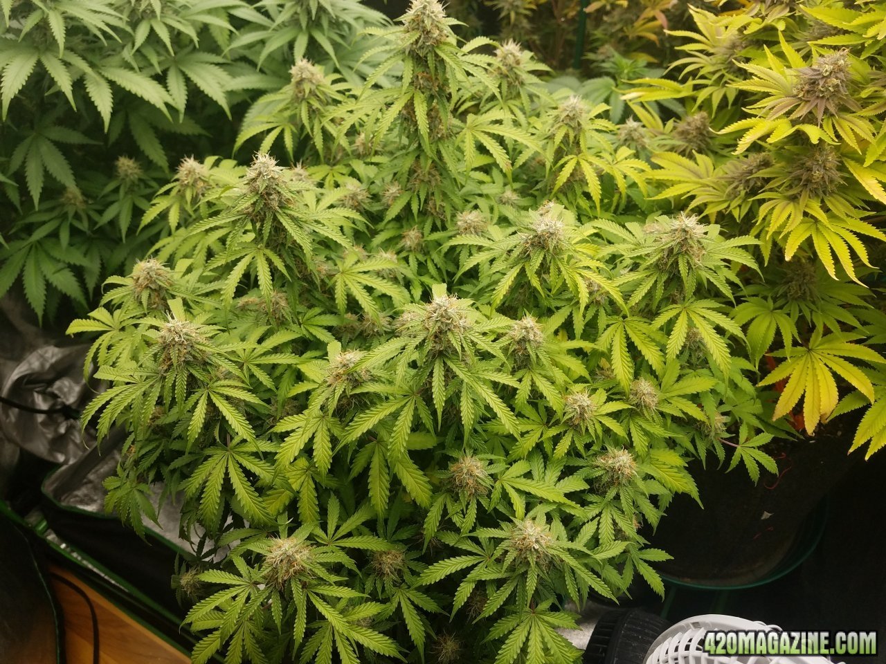 051318 Jack Herer Auto Day 87 Day 38 With Hairs 2.jpg