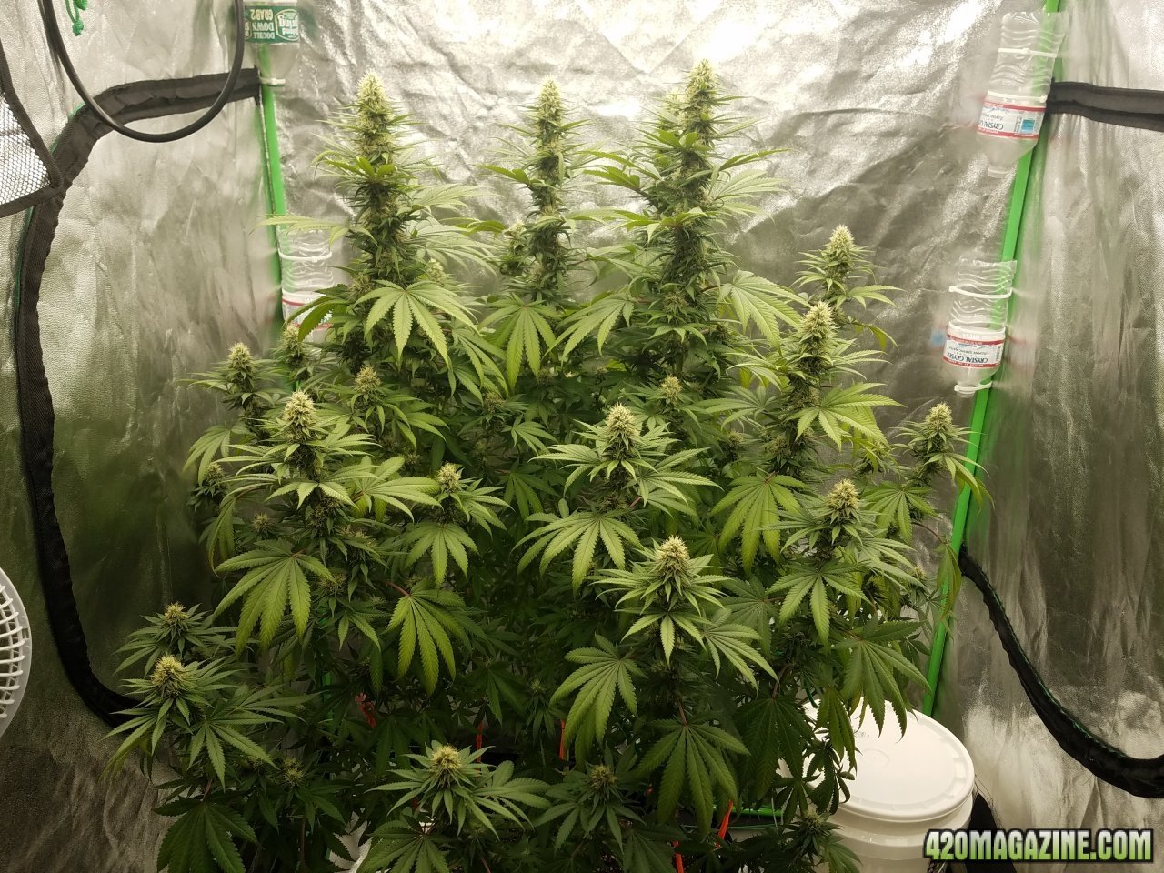 061718 Northern Lights Flip Day 30 Day 22 With Hairs 1.jpg