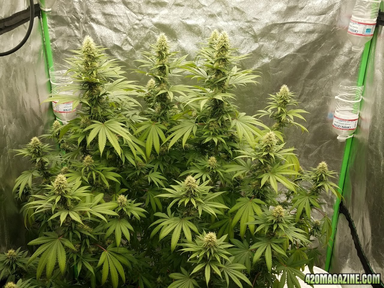 061718 Northern Lights Flip Day 30 Day 22 With Hairs 2.jpg