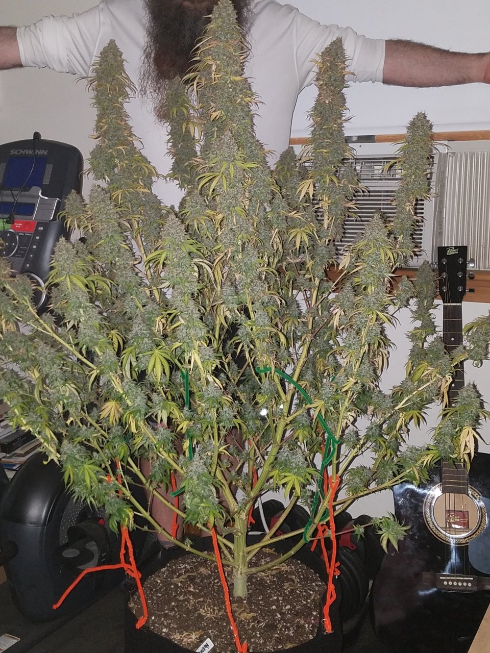072118 Northern Lights Harvest Day 64 Day 56 With Hairs 7.jpg
