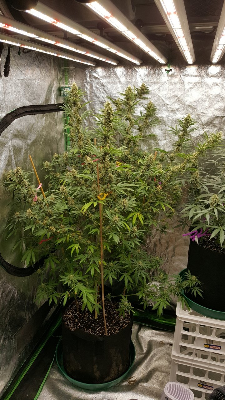 090318 Tangie x Ghost Train Haze Flip Day 38 Day 28 With Hairs 1.jpg