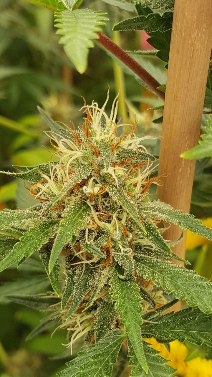 090318 Tangie x Ghost Train Haze Flip Day 38 Day 28 With Hairs 6.jpg