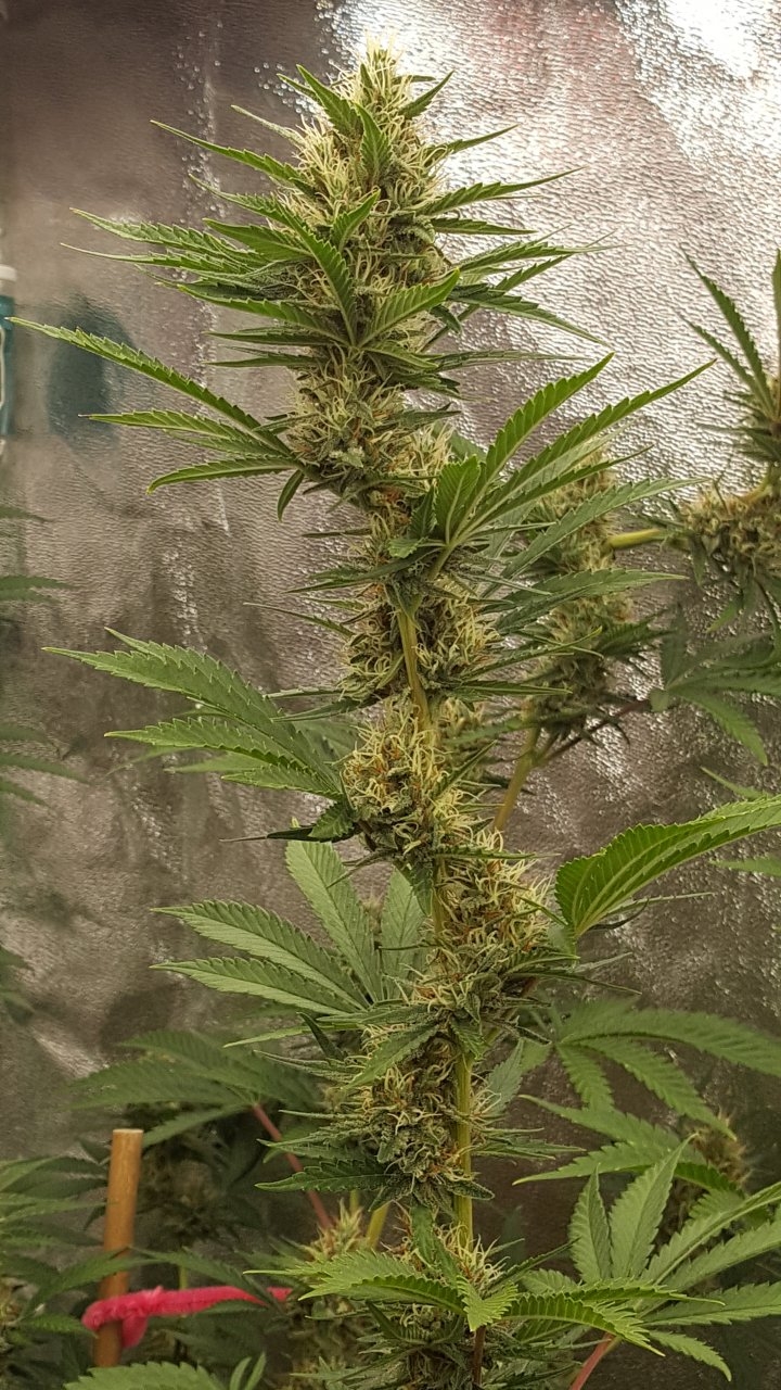 090318 Tangie x Ghost Train Haze Flip Day 38 Day 28 With Hairs 8.jpg