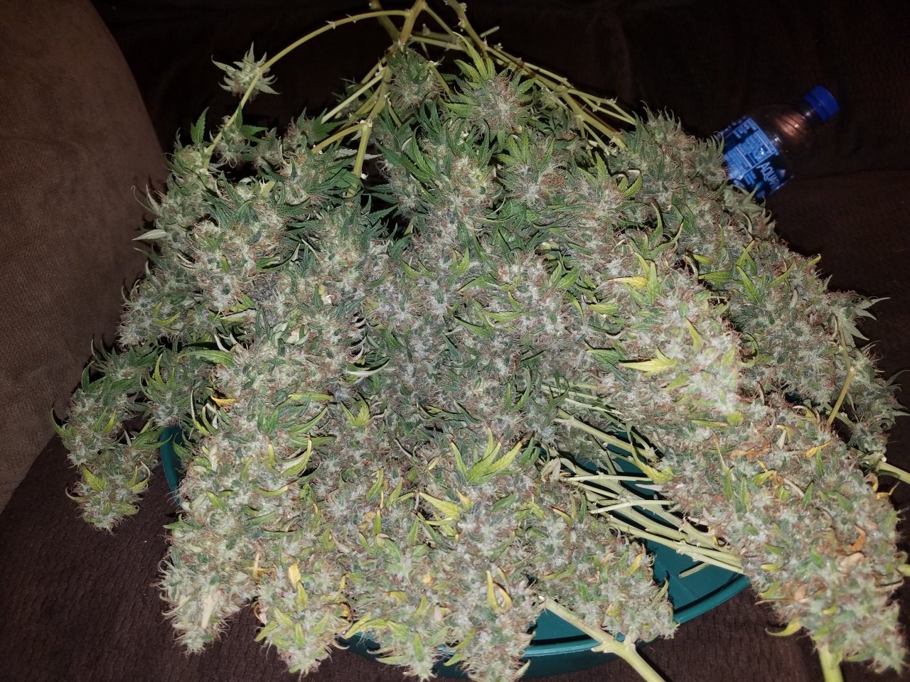 090318 White Widow Harvest Day 69 Day 59 With Hairs 6.jpg