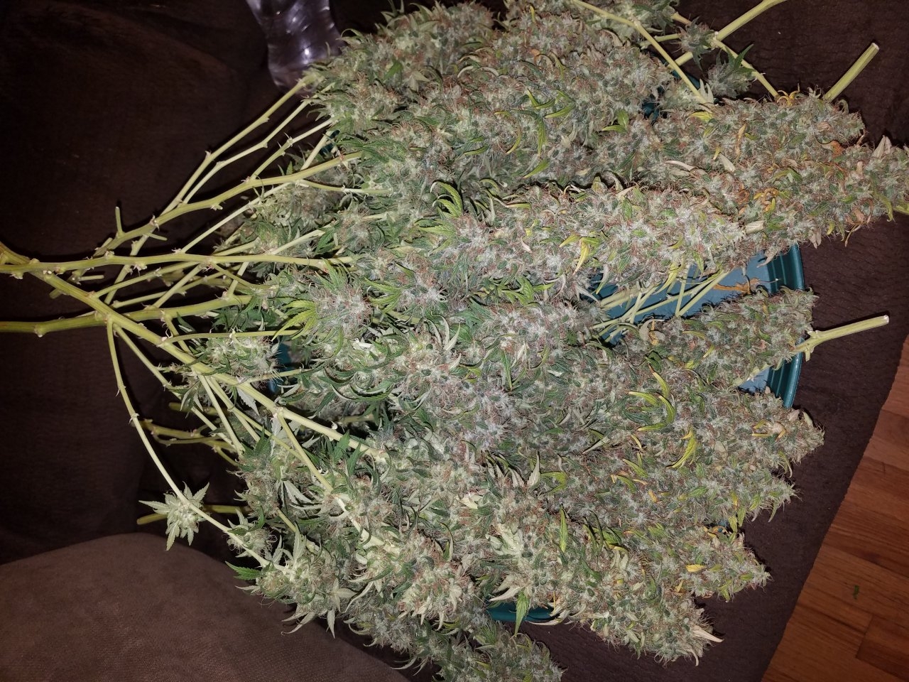 090318 White Widow Harvest Day 69 Day 59 With Hairs 7.jpg