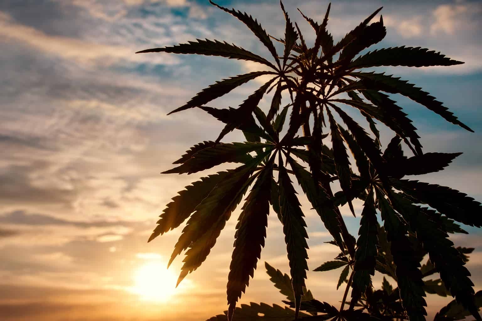 0_marijuana-plant-sunset.jpg