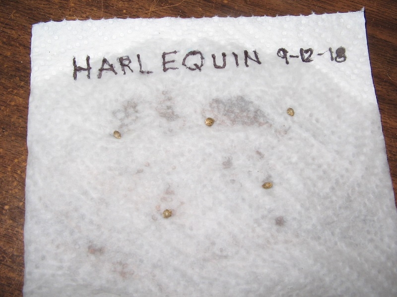 #1 - lay seeds on wet paper towel.JPG