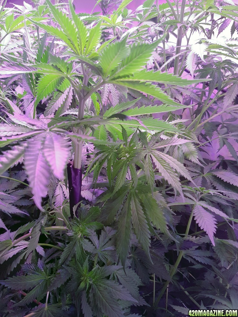 10 plant grow from seed - Day 47