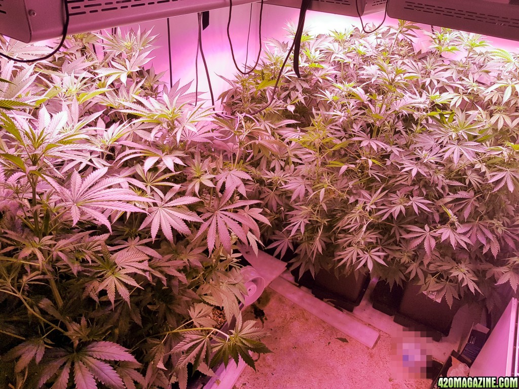 10 plant grow from seed - Day 47