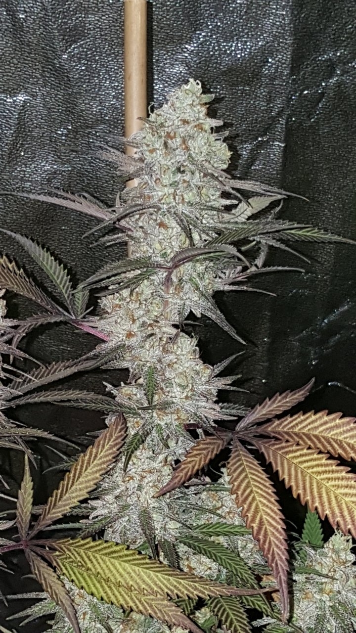 103118 Black Cherry Punch Flip Day 55 Day 45 With Hairs 10.jpg