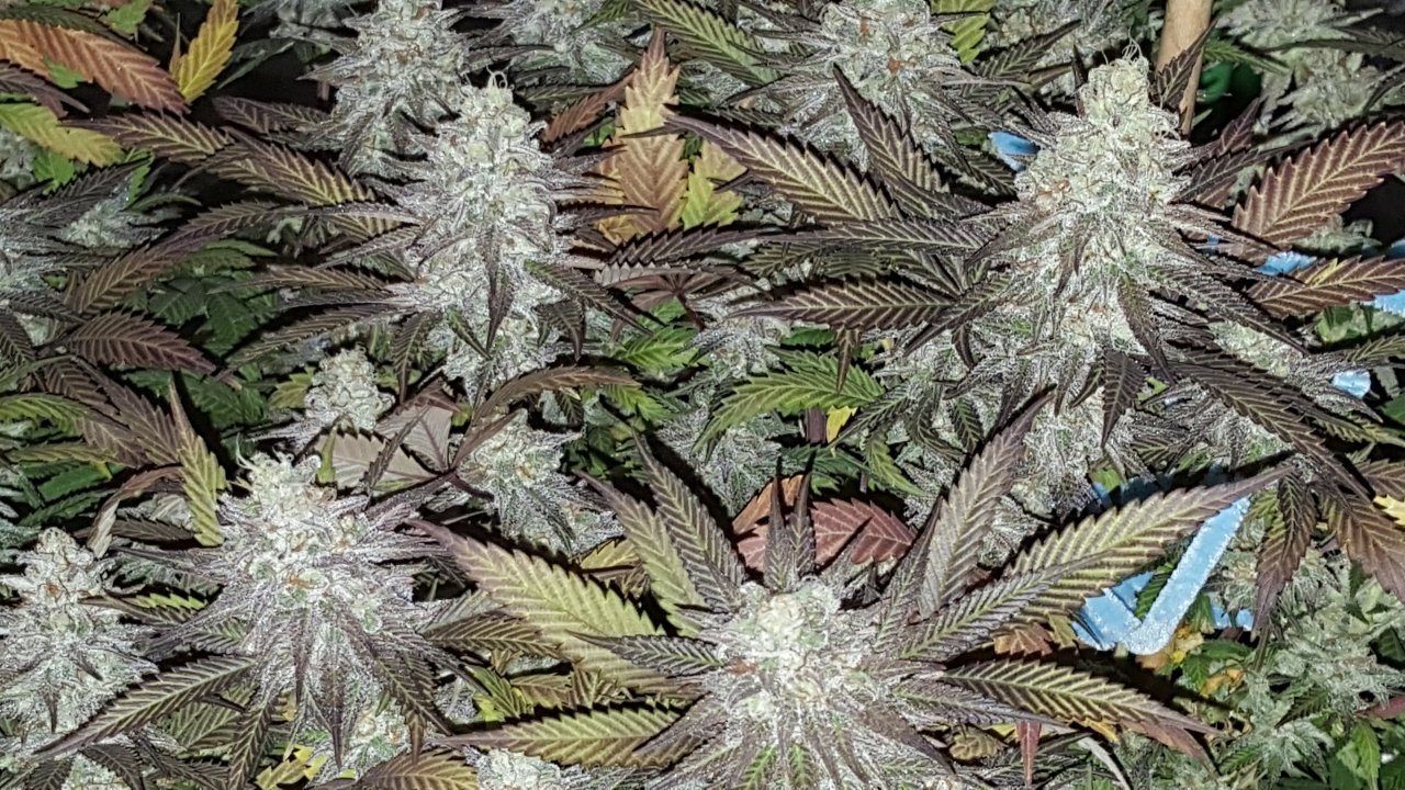 103118 Black Cherry Punch Flip Day 55 Day 45 With Hairs 11.jpg