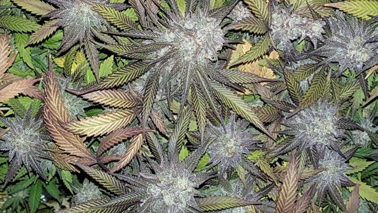 103118 Black Cherry Punch Flip Day 55 Day 45 With Hairs 12.jpg