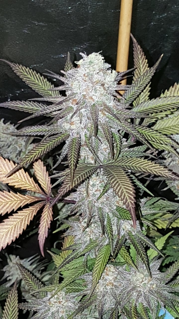 103118 Black Cherry Punch Flip Day 55 Day 45 With Hairs 13.jpg