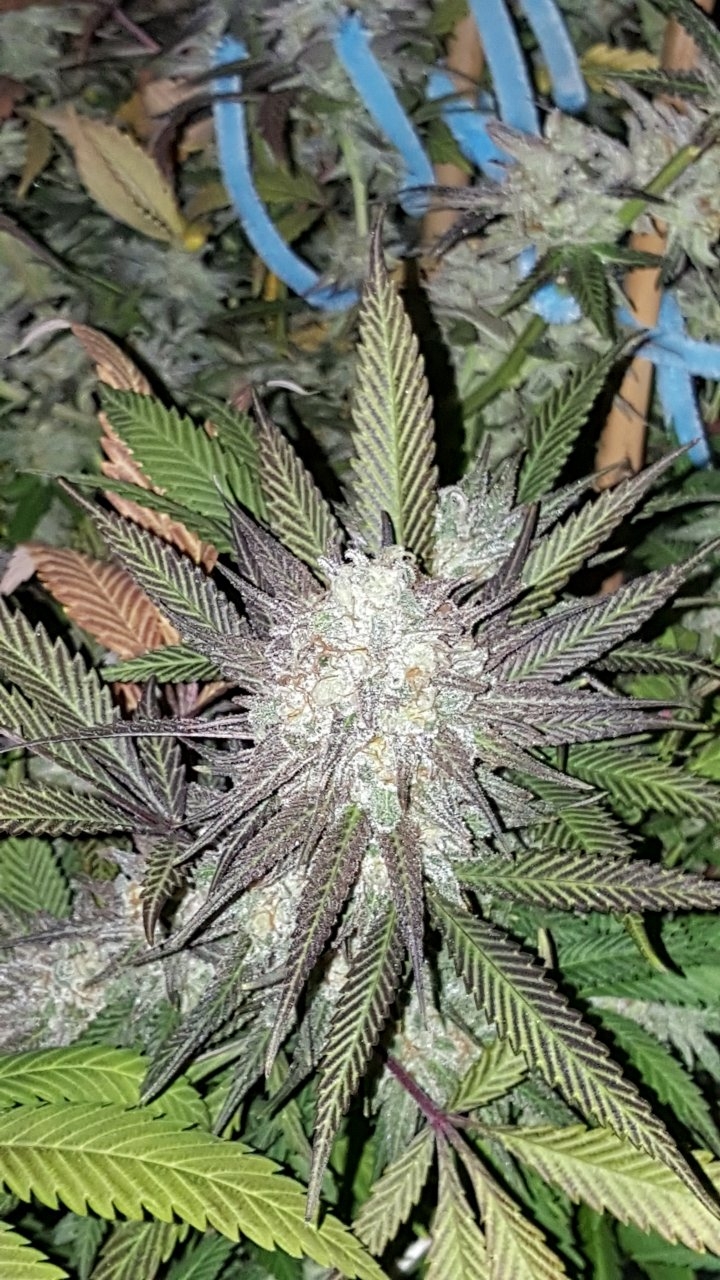 103118 Black Cherry Punch Flip Day 55 Day 45 With Hairs 14.jpg