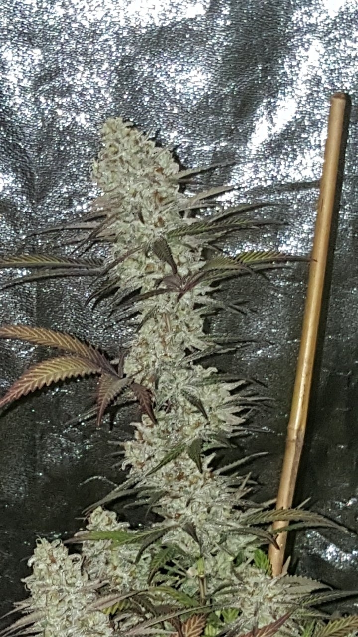 103118 Black Cherry Punch Flip Day 55 Day 45 With Hairs 15.jpg