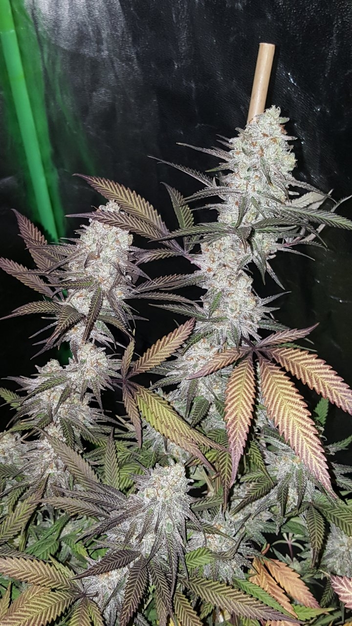 103118 Black Cherry Punch Flip Day 55 Day 45 With Hairs 19.jpg