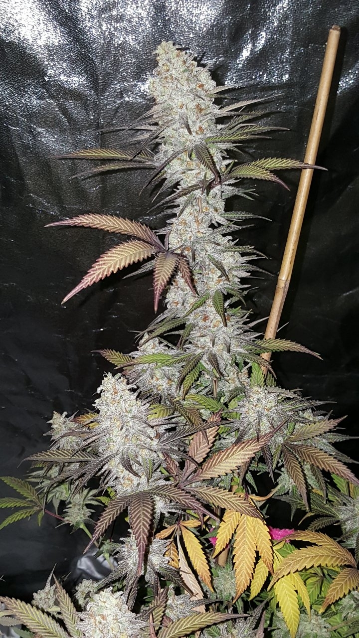 103118 Black Cherry Punch Flip Day 55 Day 45 With Hairs 20.jpg