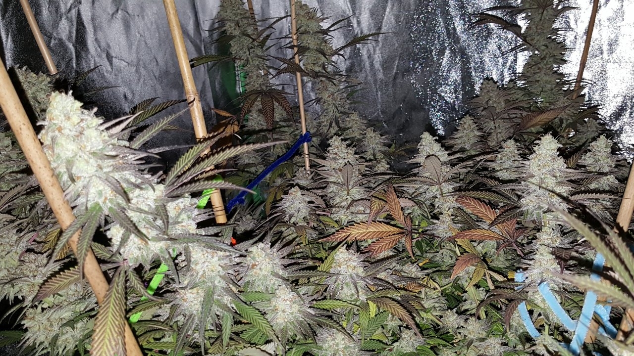 103118 Black Cherry Punch Flip Day 55 Day 45 With Hairs 24.jpg