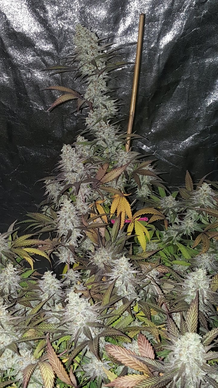 103118 Black Cherry Punch Flip Day 55 Day 45 With Hairs 25.jpg