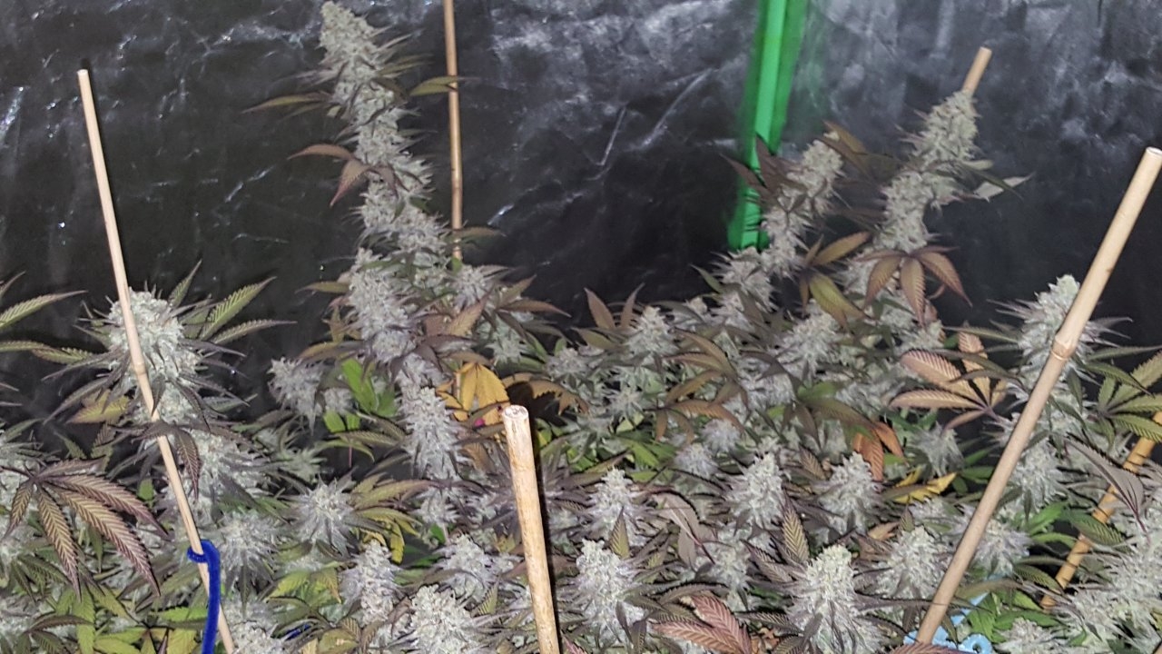 103118 Black Cherry Punch Flip Day 55 Day 45 With Hairs 26.jpg