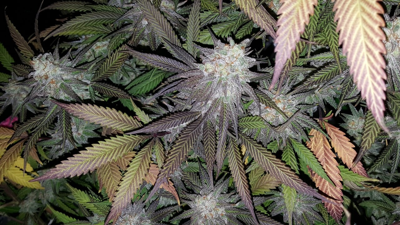 103118 Black Cherry Punch Flip Day 55 Day 45 With Hairs 28.jpg