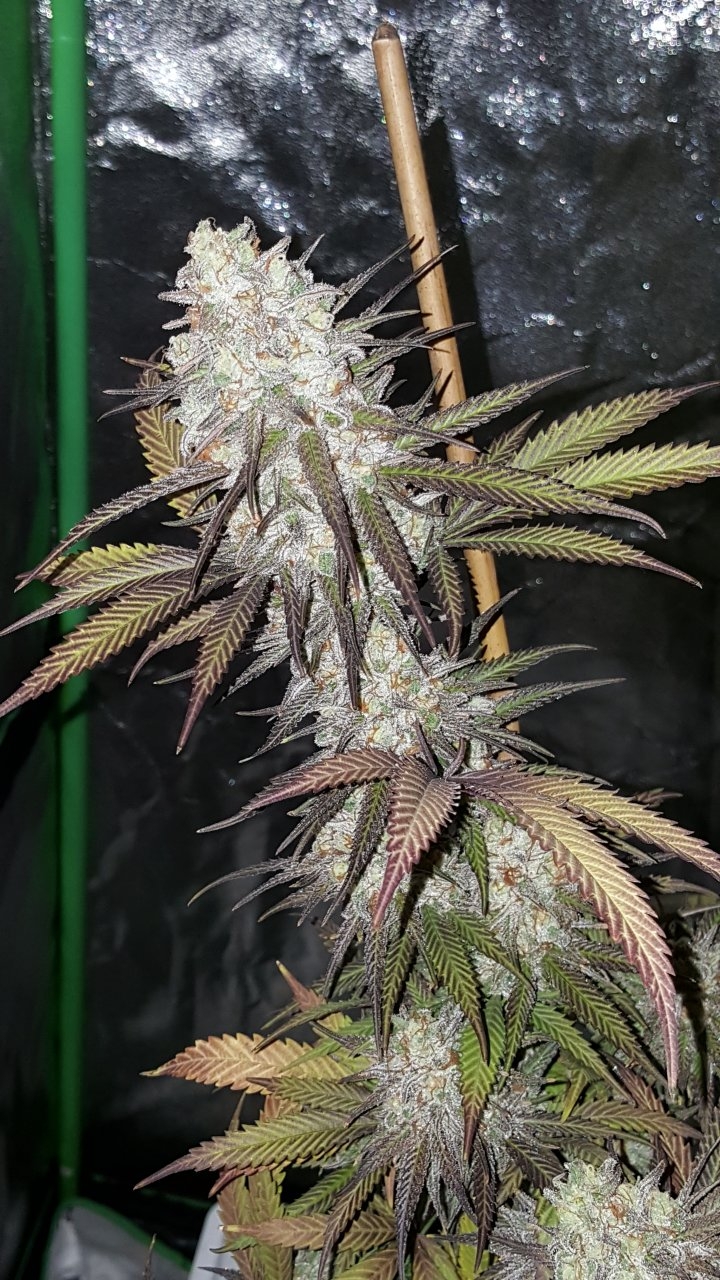 103118 Black Cherry Punch Flip Day 55 Day 45 With Hairs 6.jpg