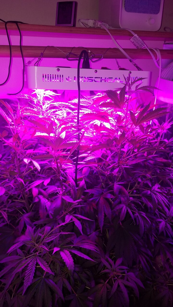 10w 6ft tall R indica takes up a whole closet