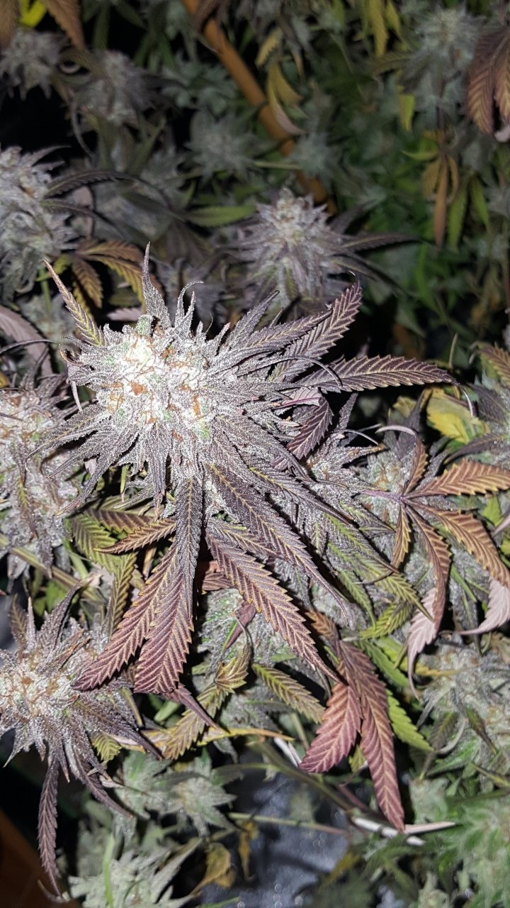 110818 Black Cherry Punch Flip Day 63 Day 53 With Hairs 4.jpg