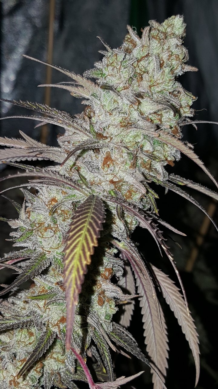 110818 Black Cherry Punch Flip Day 63 Day 53 With Hairs 7.jpg