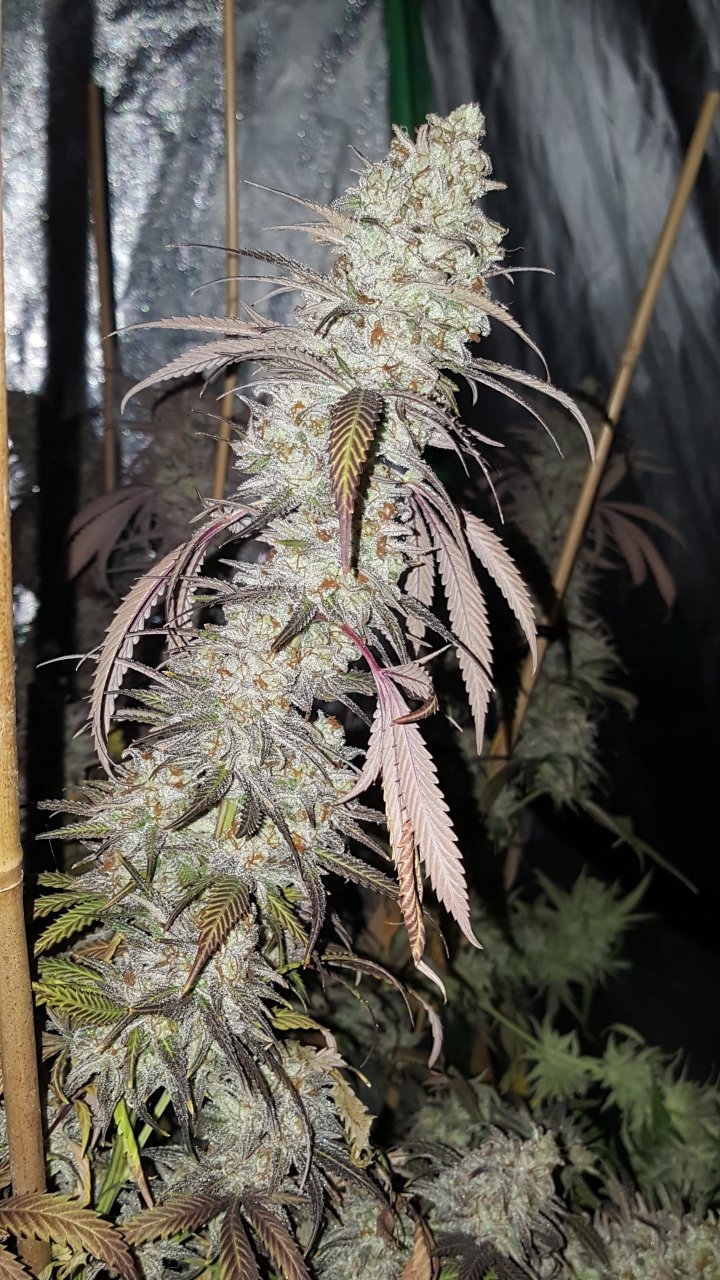 110818 Black Cherry Punch Flip Day 63 Day 53 With Hairs 8.jpg