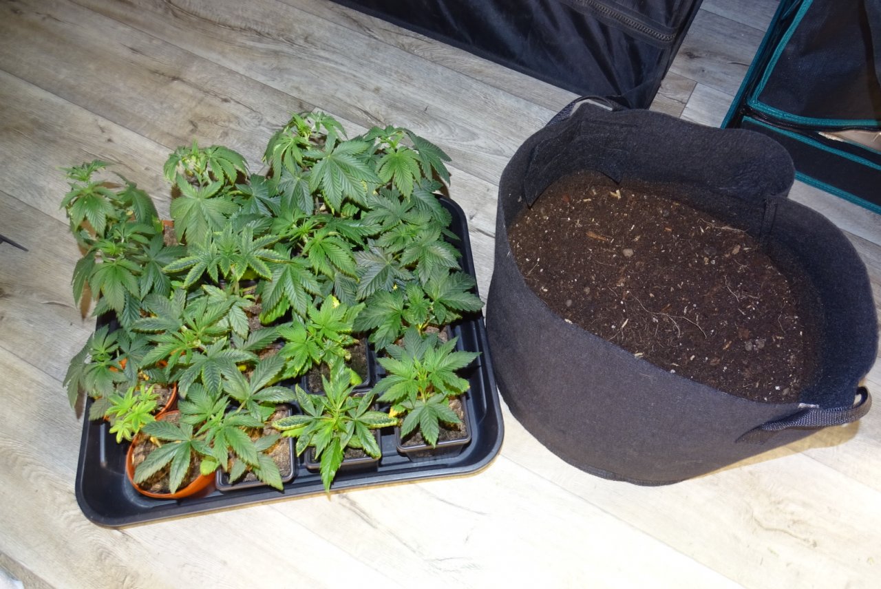 16 Plants 1 Pot