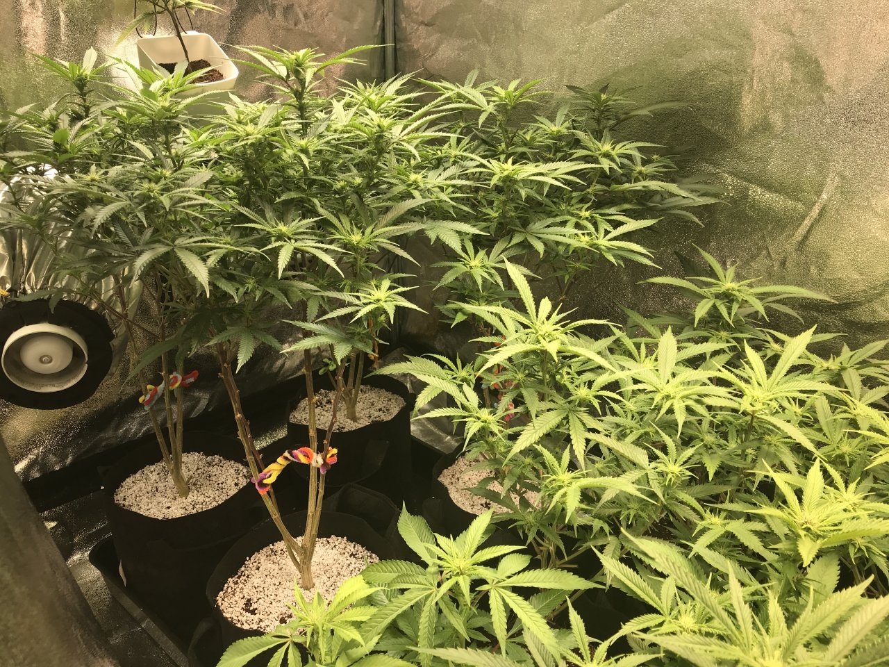 16th Day of 12:12 QuadSide of the Grow 1.JPG