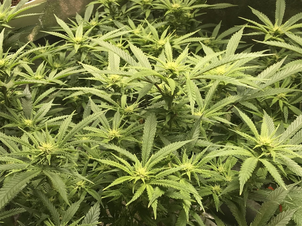 16th Day of 12:12 QuadSide of the Grow 2.JPG