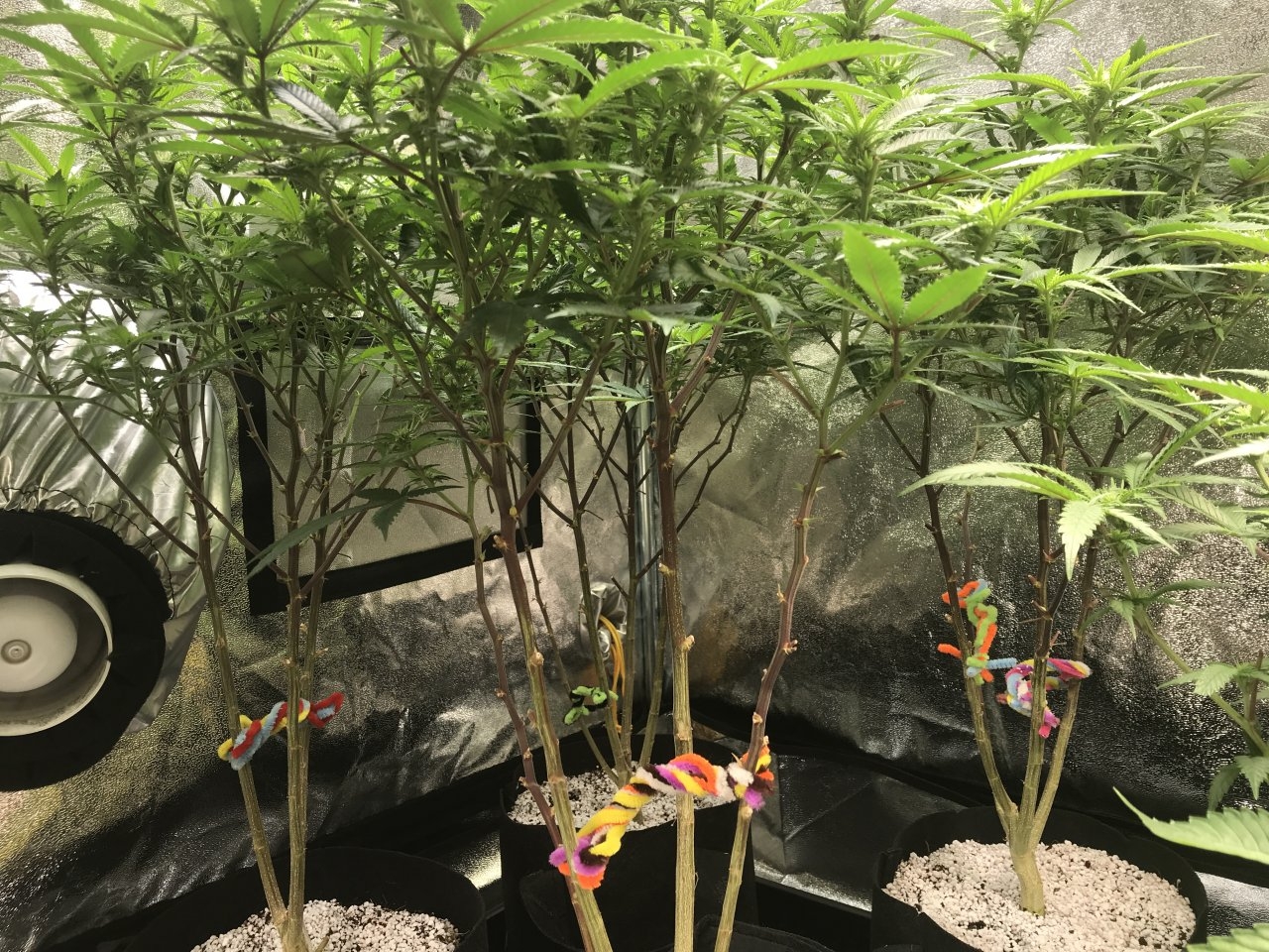 16th Day of 12:12 QuadSide of the Grow 6.JPG