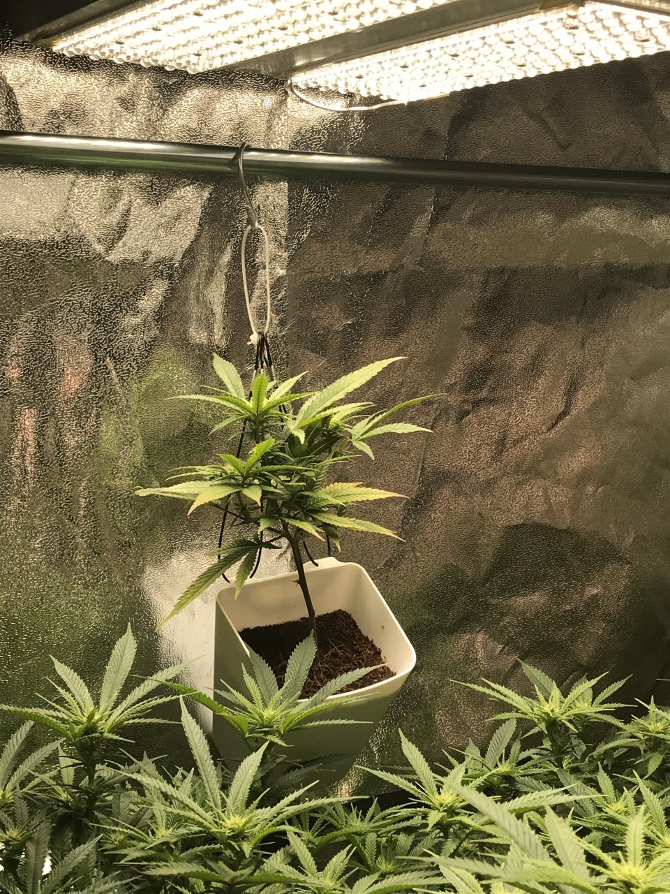 16th Day of 12:12 QuadSide of the Grow Balcony VIP at 1600PPFD.JPG