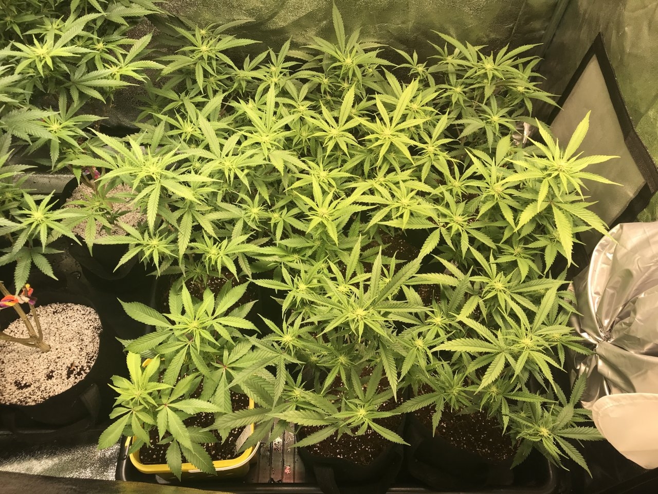 16th Day of 12:12 SOG side of the Grow 1.JPG